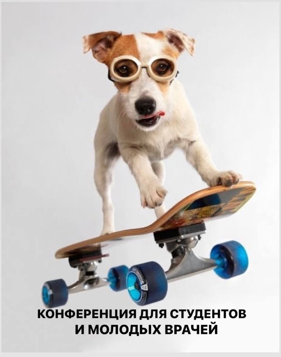 Собака на скейте