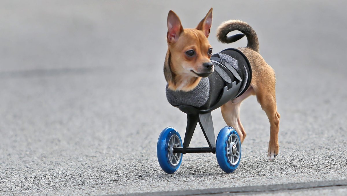 Собака инвалид на колесах