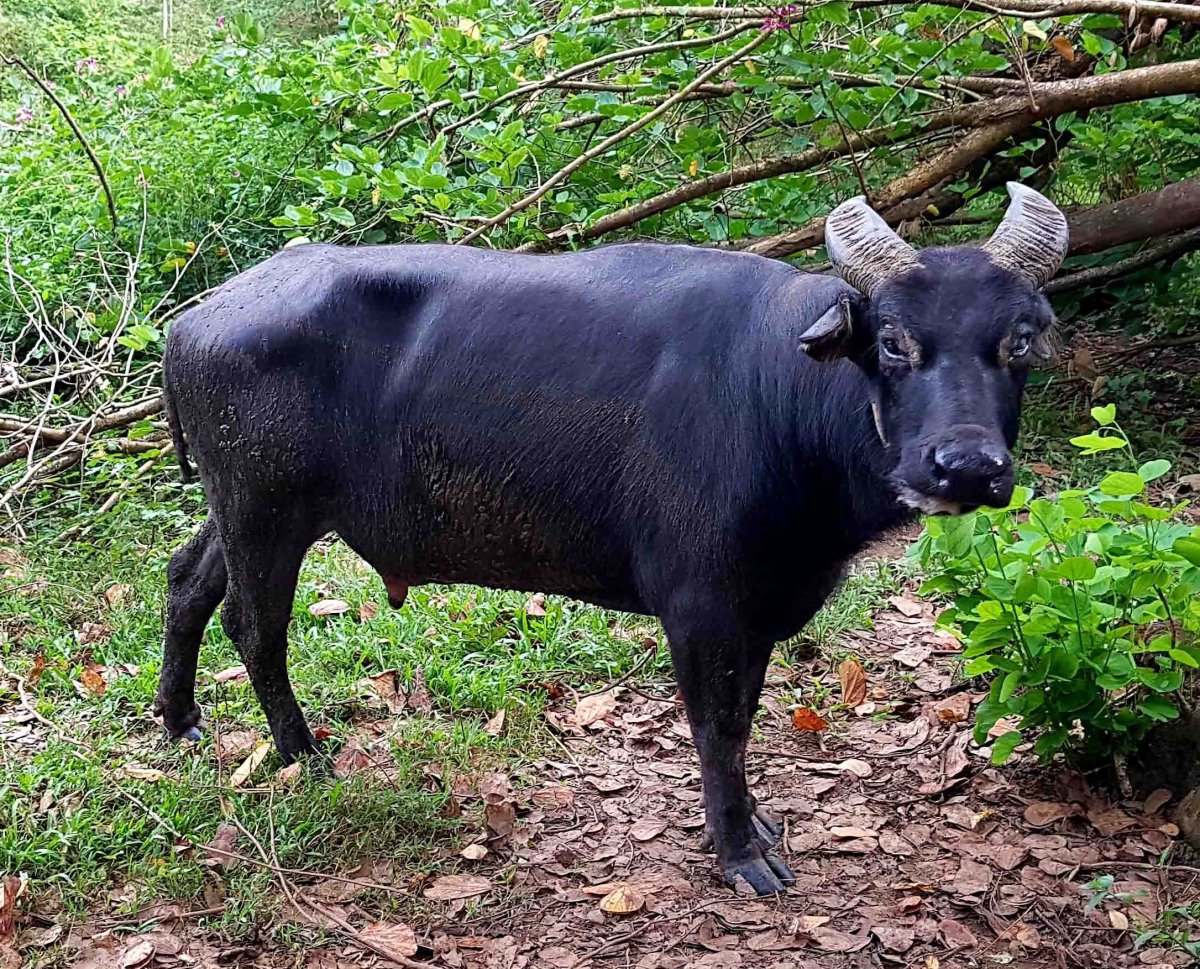Аноа карликовый буйвол