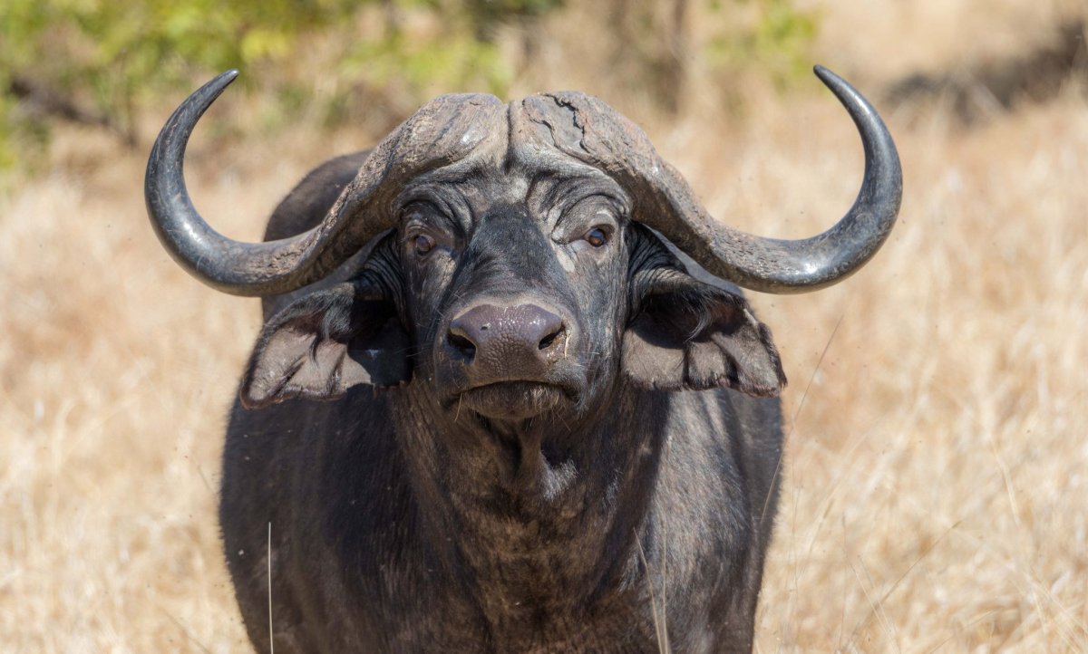 Карликовый Лесной буйвол