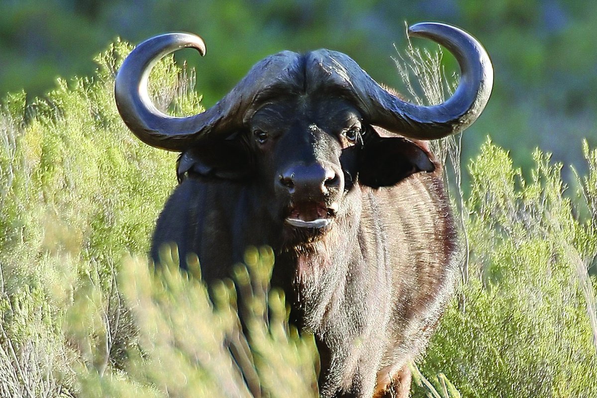 Хозяйственная польза от буйвола азиатского