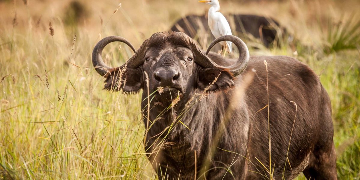 Шхерный буйвол