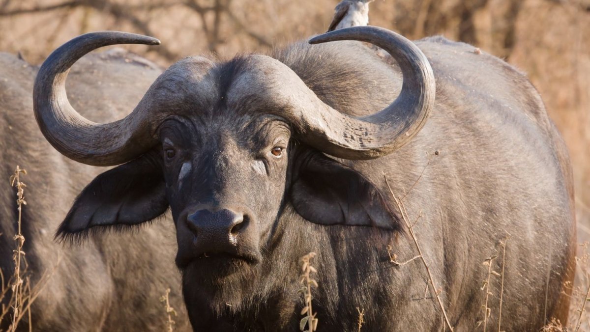 Буйвол Буффало
