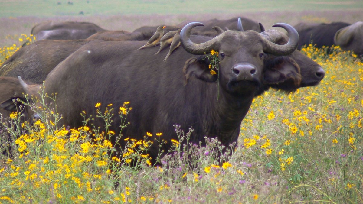 Нгоронгоро Буйволы