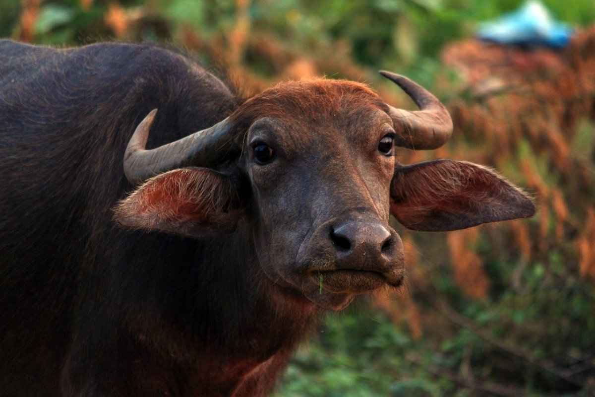 Африканский Лесной буйвол