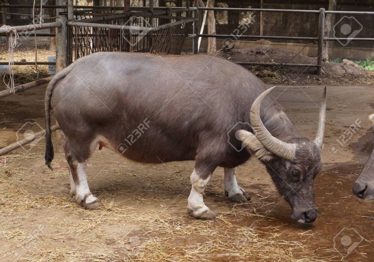 Кентус карликовый буйвол