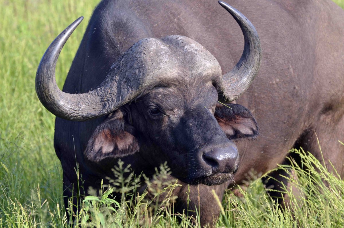 Аноа карликовый буйвол