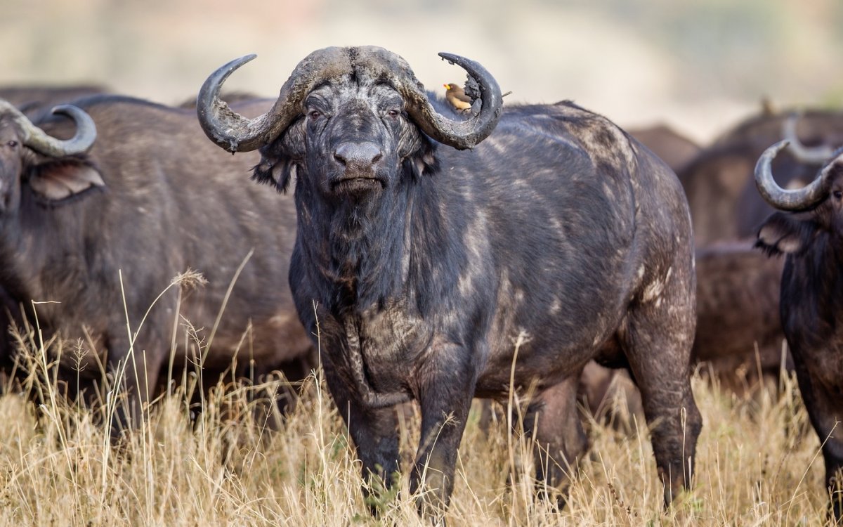 Кентусы Буйволы