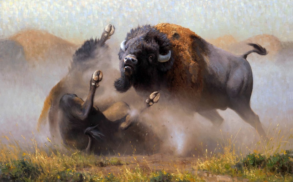 Африканский бык Буффало