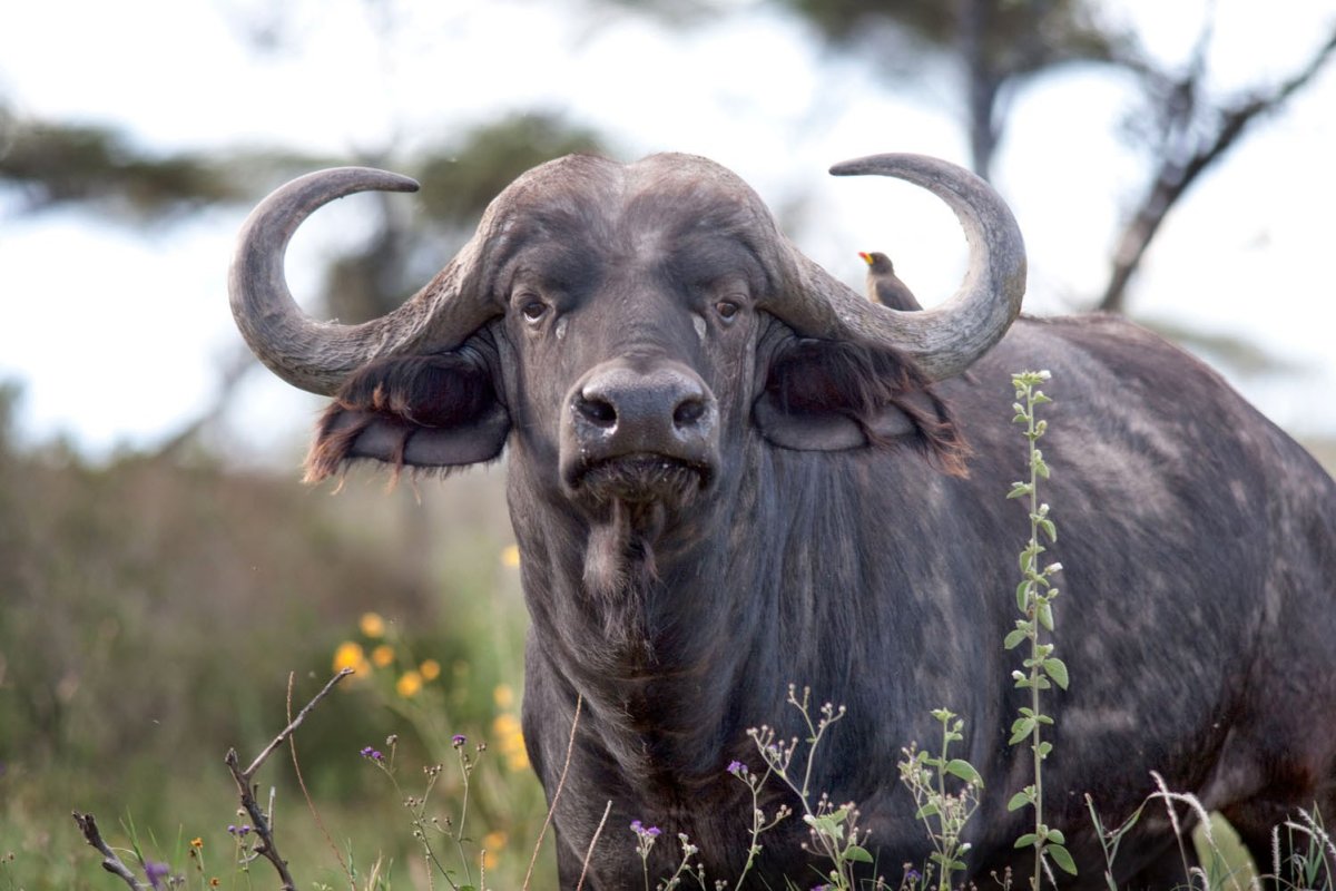Кентус буйвол