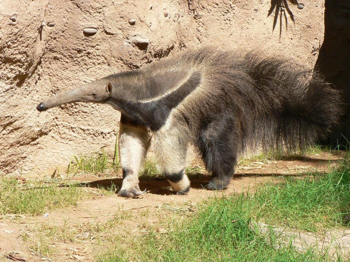 Гигантский муравьед крупнейший хищник Южной Америки