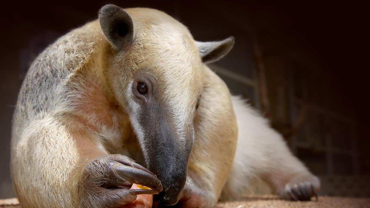 Муравьед Юруми