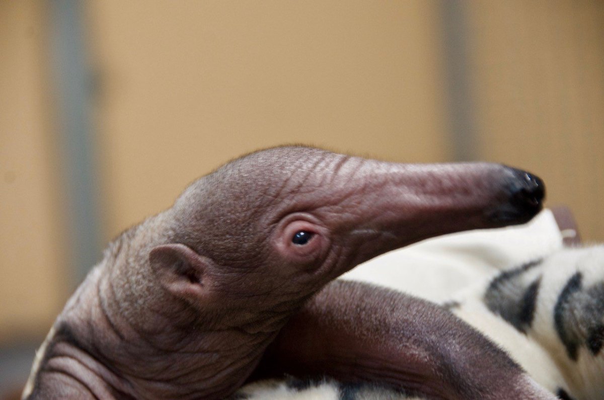 Собака похожая на муравьеда