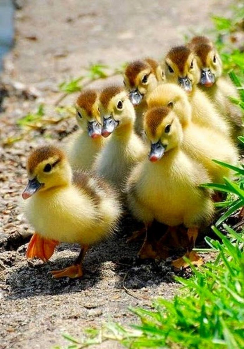 Цыпленок и одуванчик