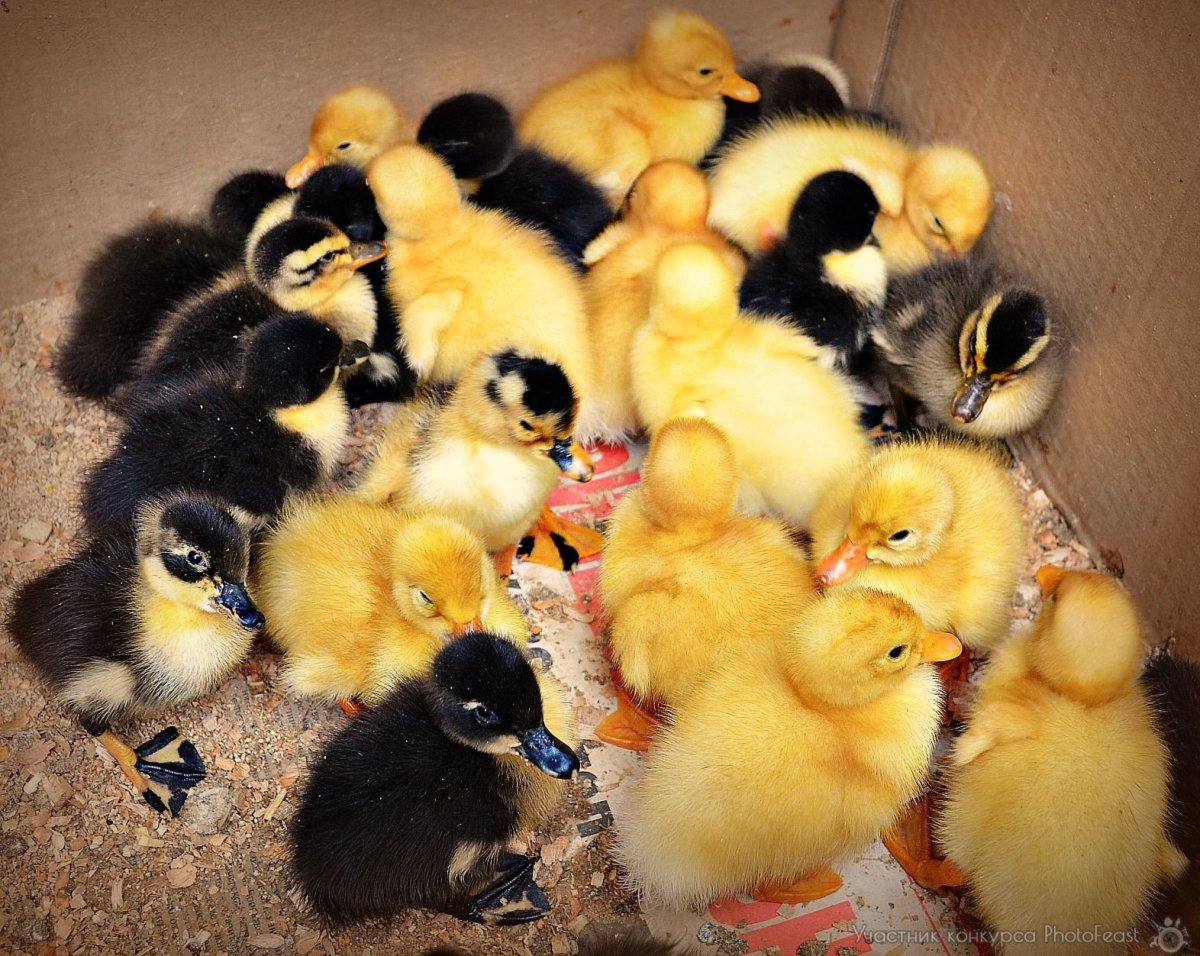 Цыплята утята гусята