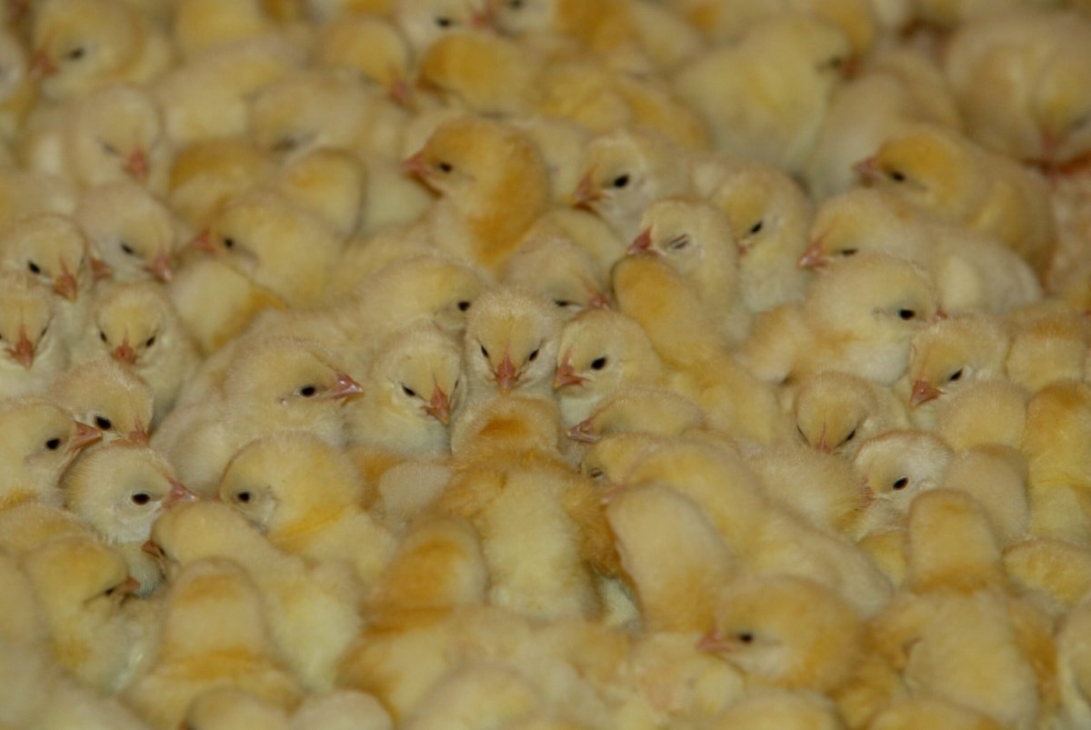 Цыплята желтые маленькие много
