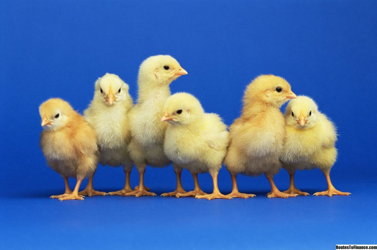 Цыплята Молодняк