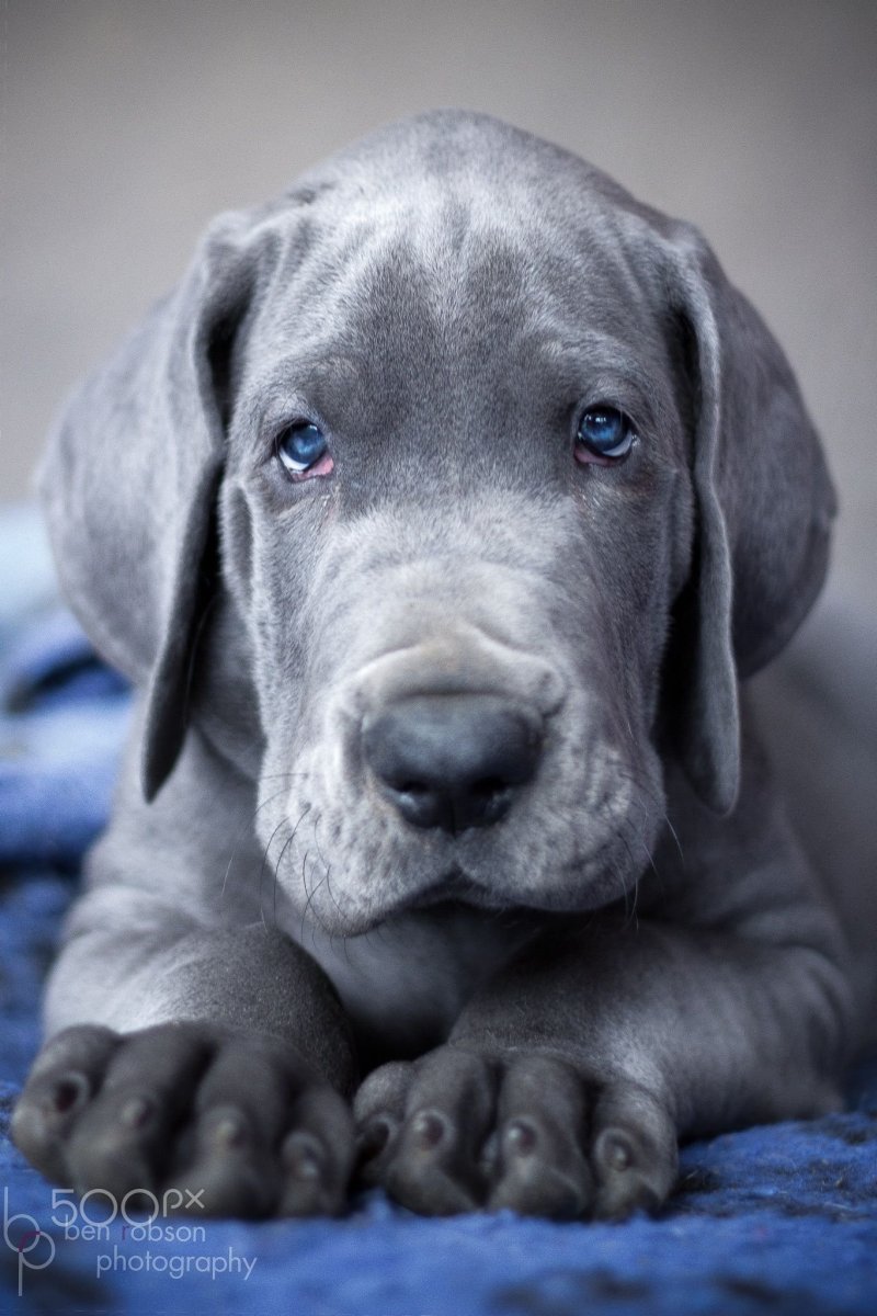 Blue great Dane порода