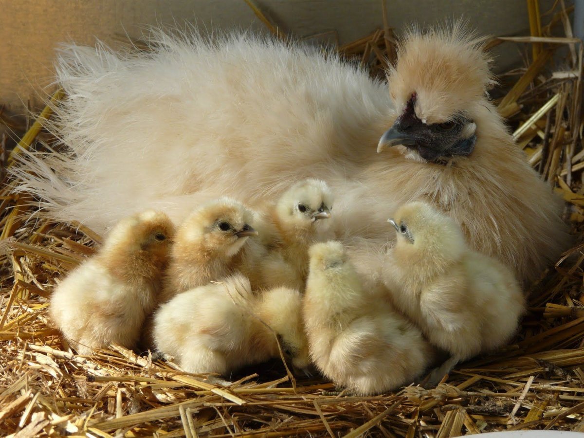Цыплята домашние
