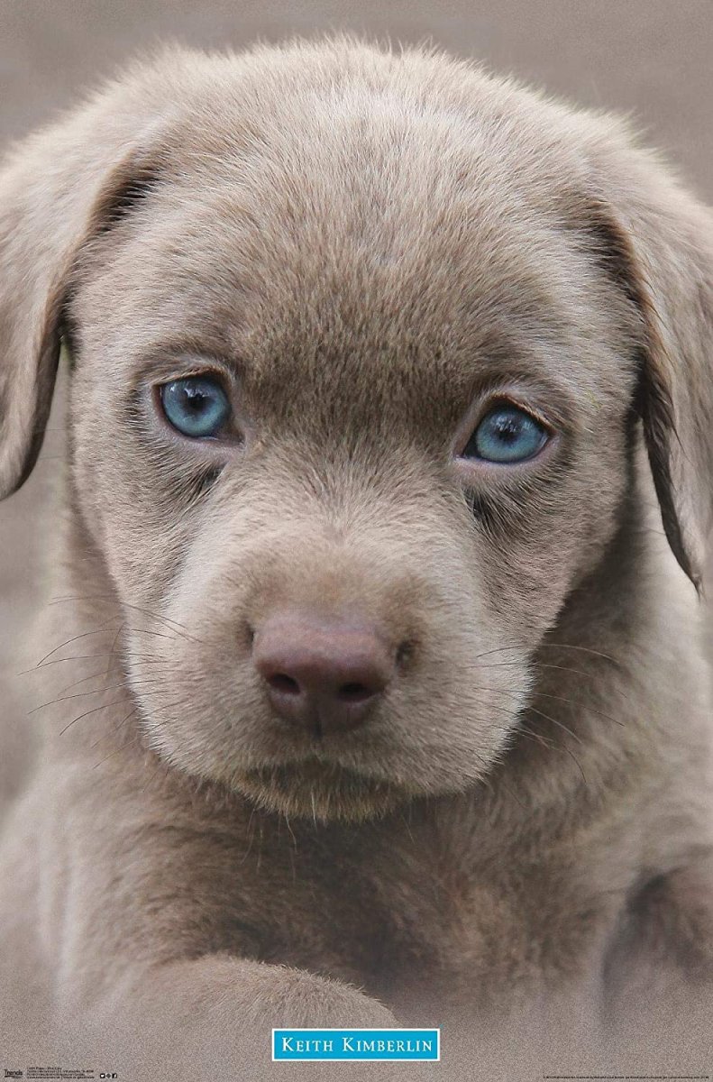 Коричневый щенок с голубыми глазами