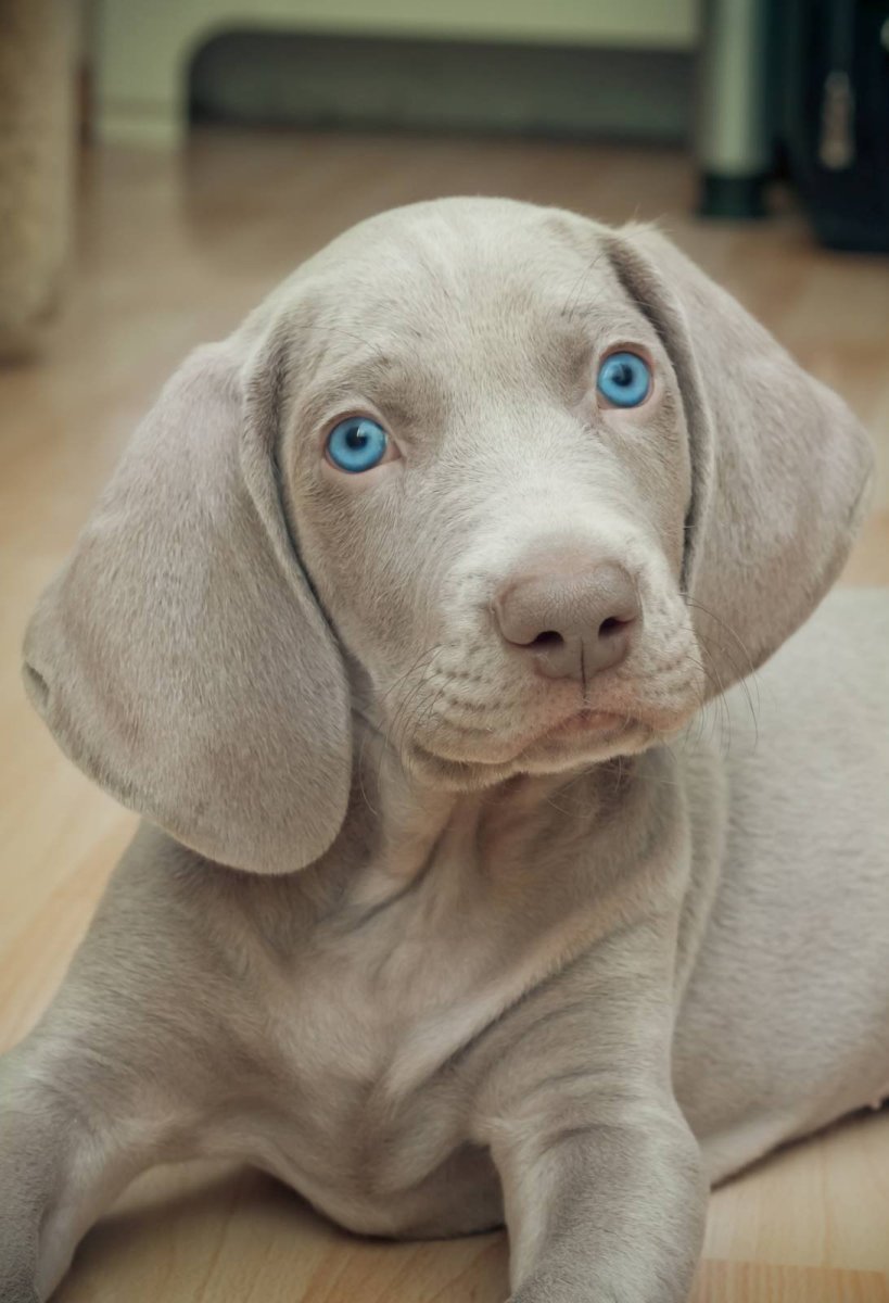 Венгерская выжла голубая