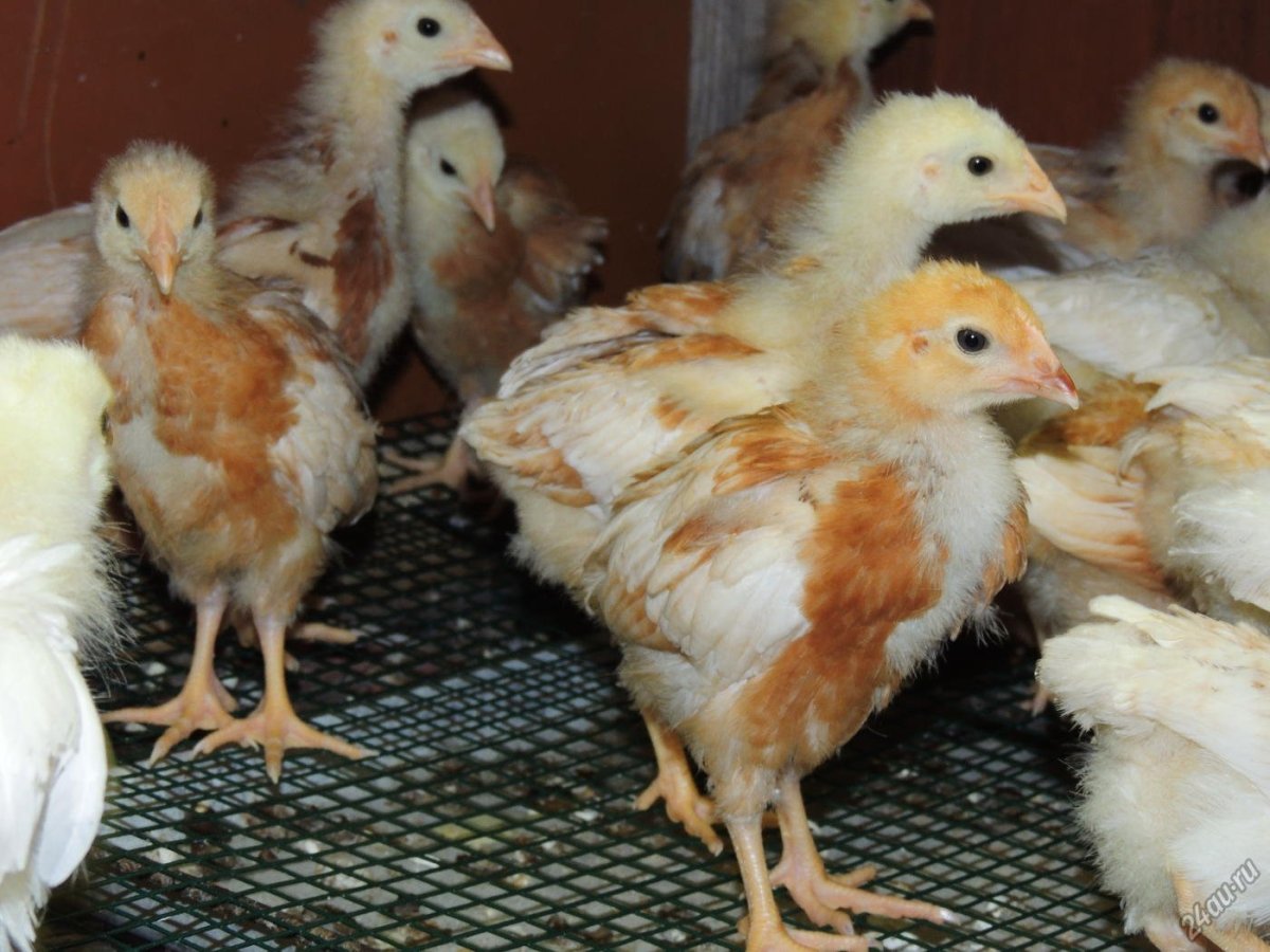 Цыплята Хайсекс Браун