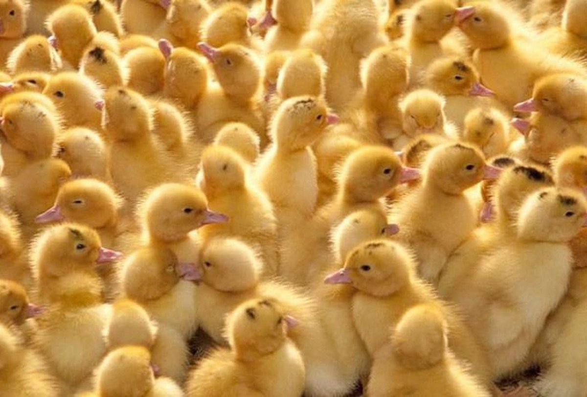 Фото цыплят аниме