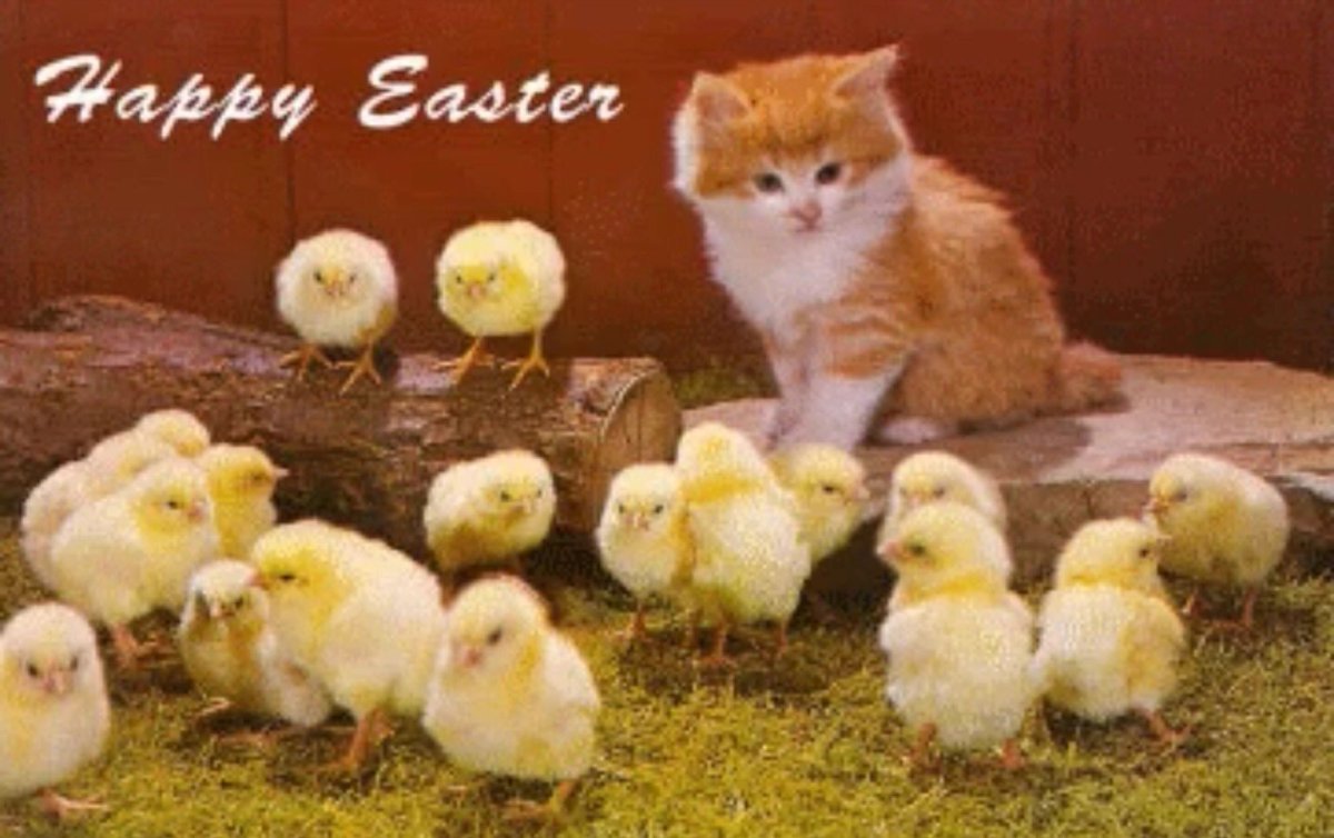 Котенок много цыплят