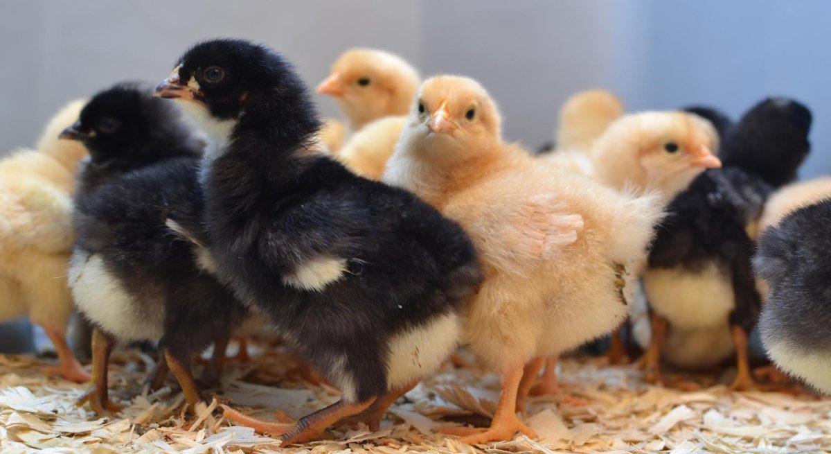 Цыплята суточные домашние