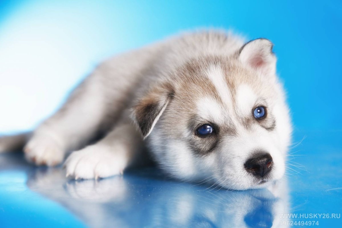 Хаски щенки голубоглазые