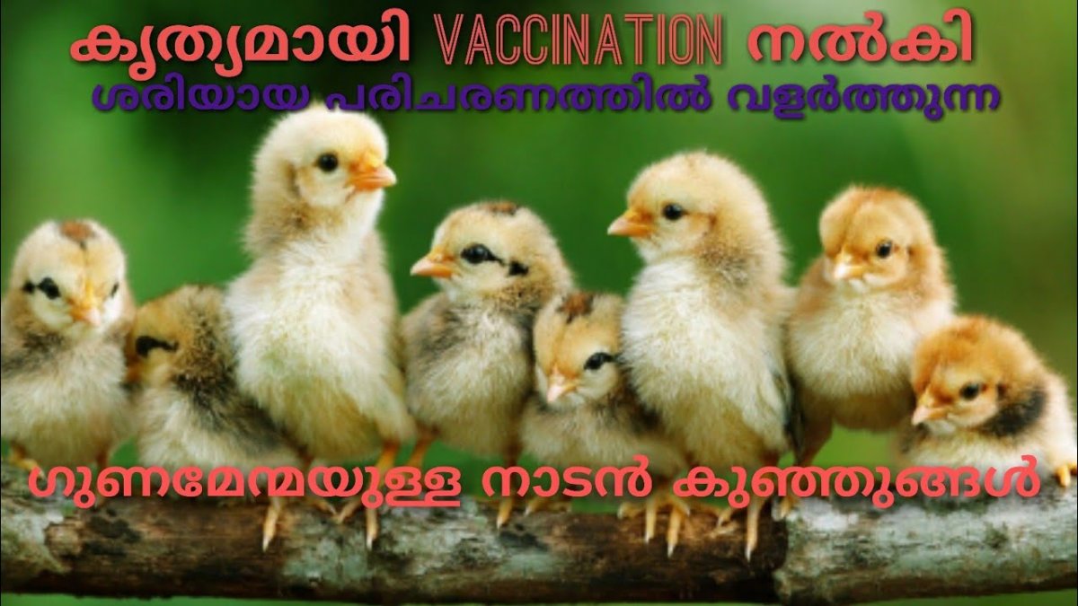 Цыплята гуляют по травке