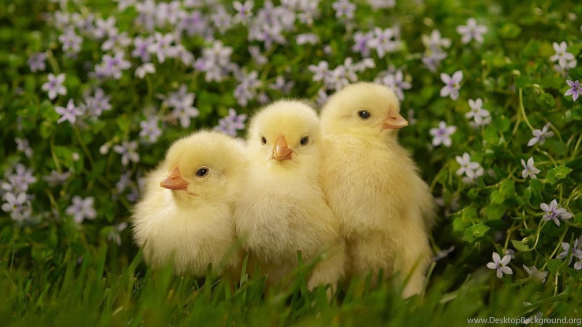 Подросшие цыплята