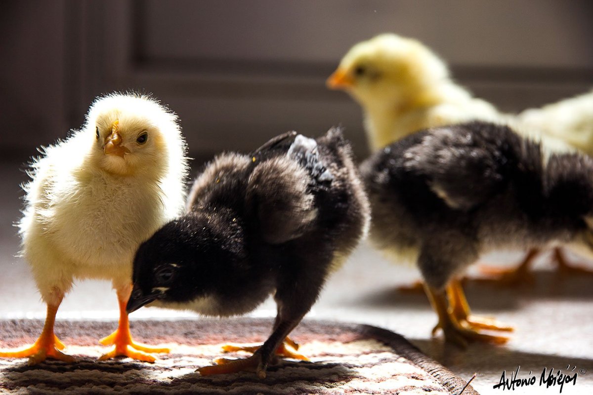 Цветные цыплята