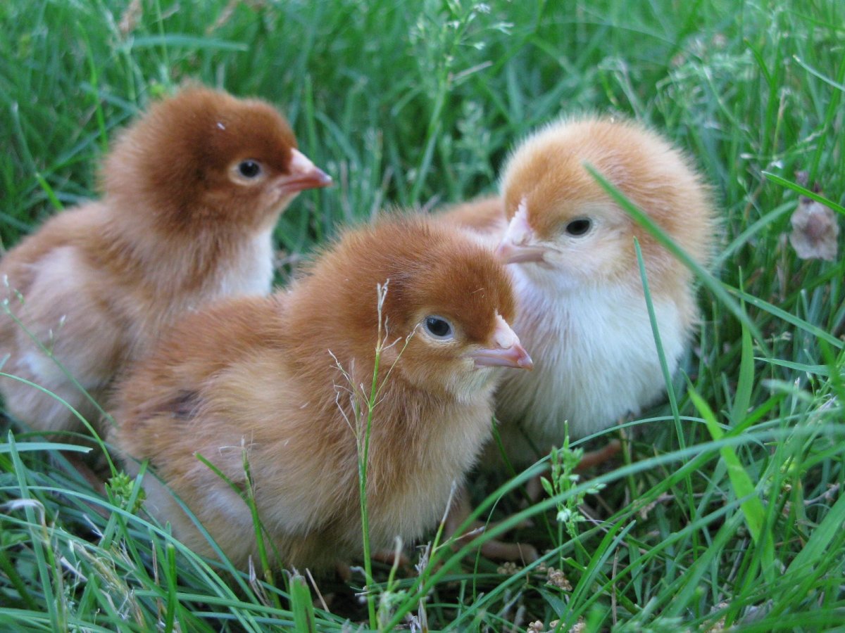 Рыжие цыплята