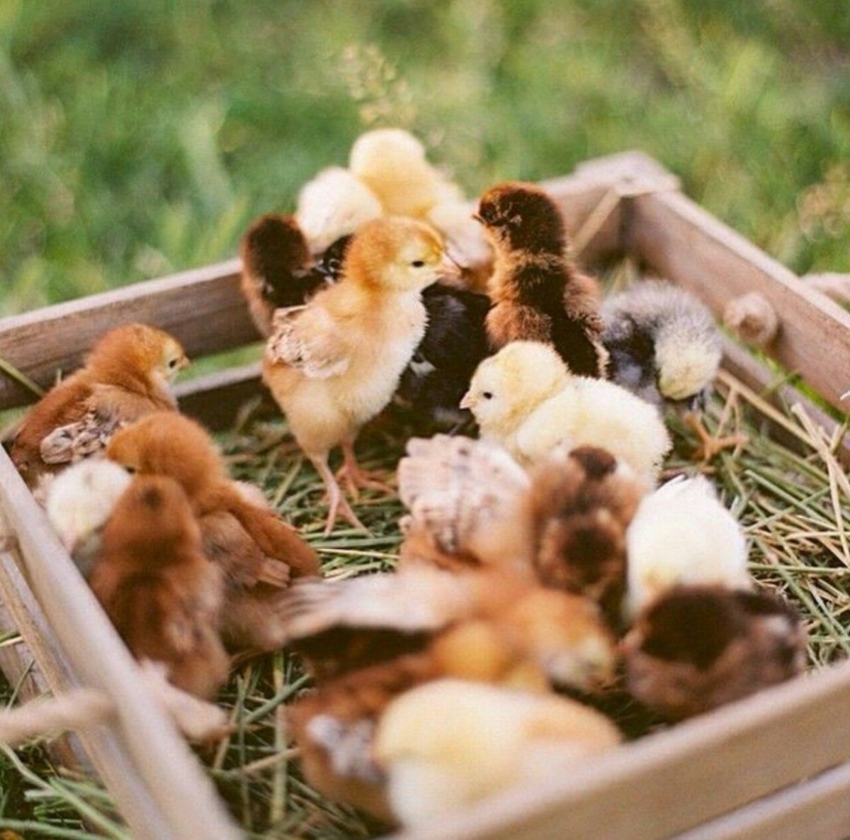Деревенские цыплята