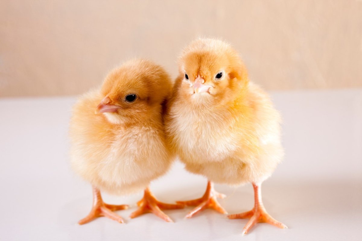 Милые цыплята