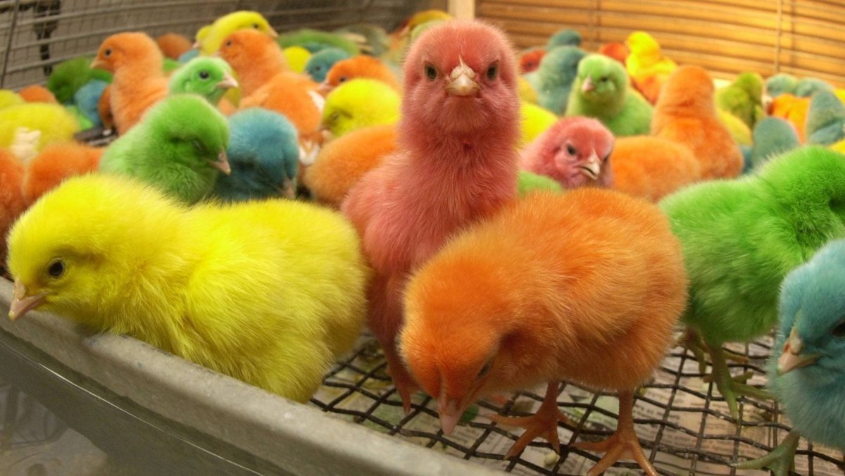 Однодневные цыплята