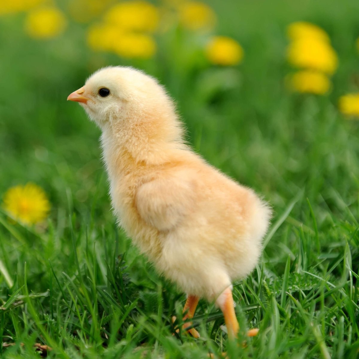 Утята Мулард Франция