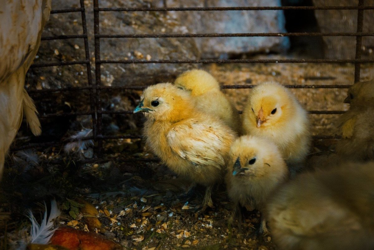 Птенцы куриные