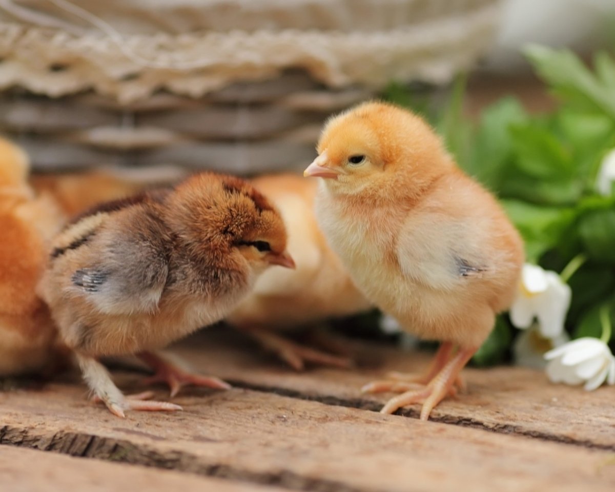 Цыплята Ломан Браун