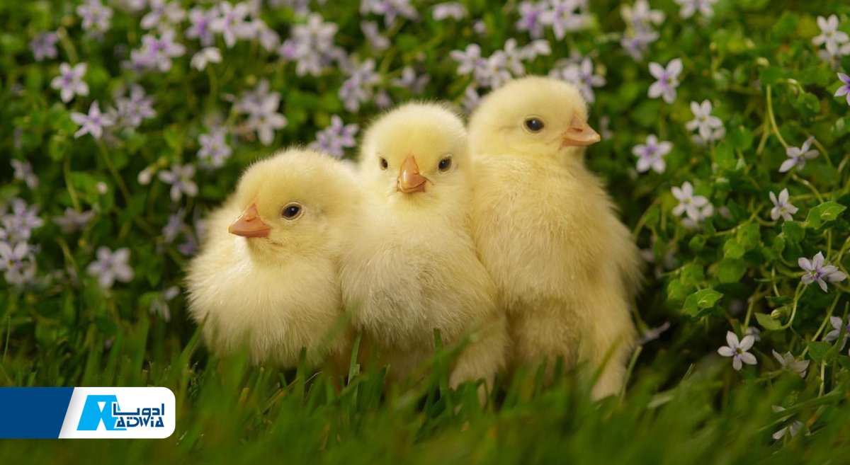 Фото цыплят красивые коллаж