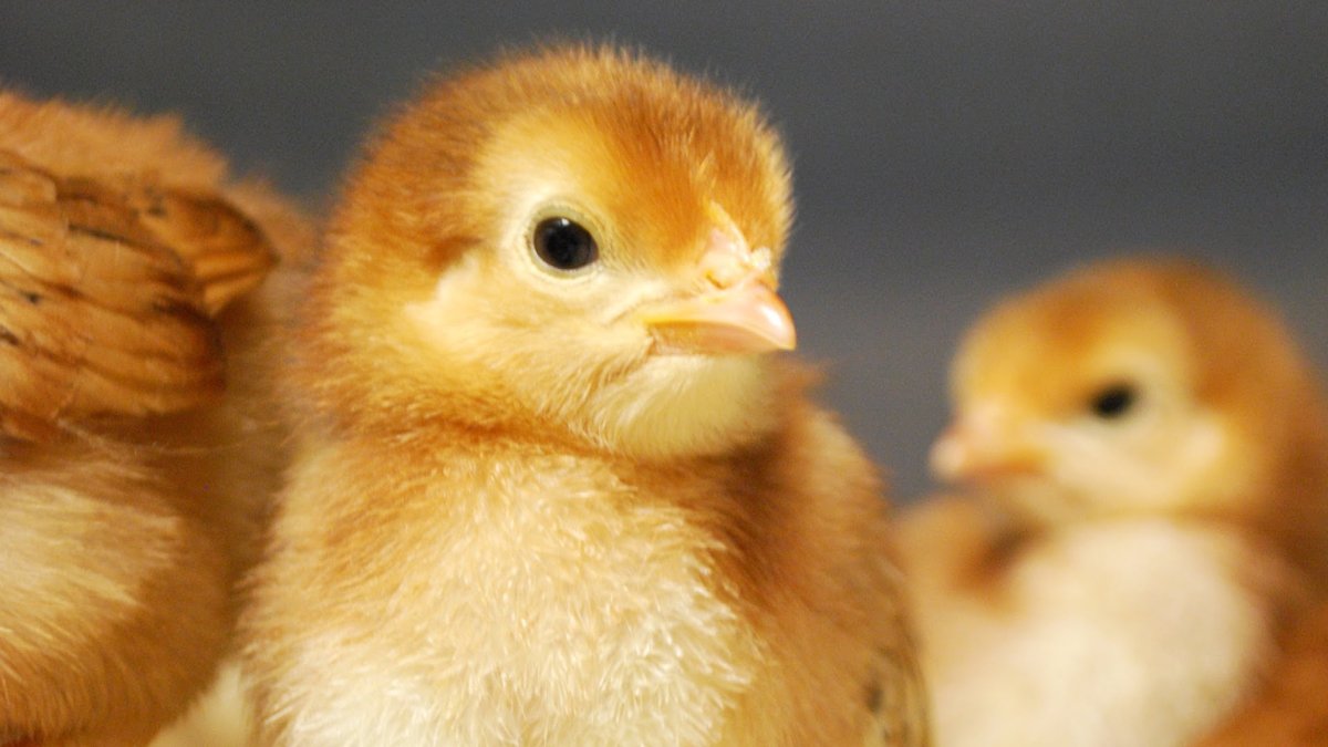 Цыплята бройлер Cobb-500/ Ross-308