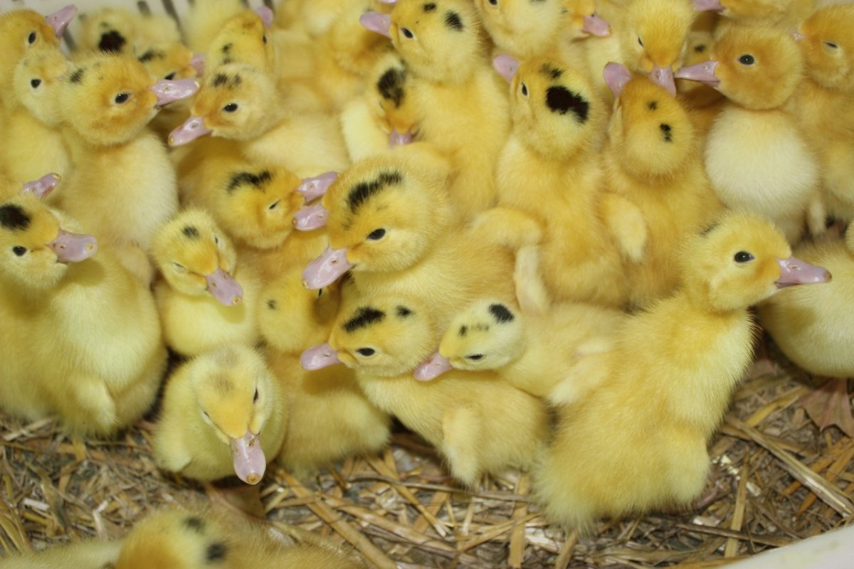 Желтый утенок муларды