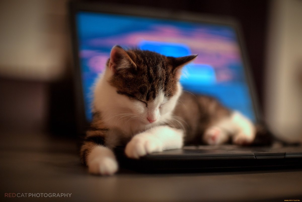 Фон на комп котики