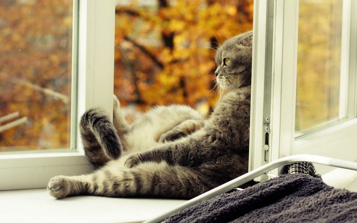 Кошки на окошке