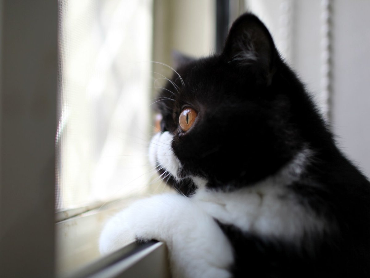 Кошка скучает