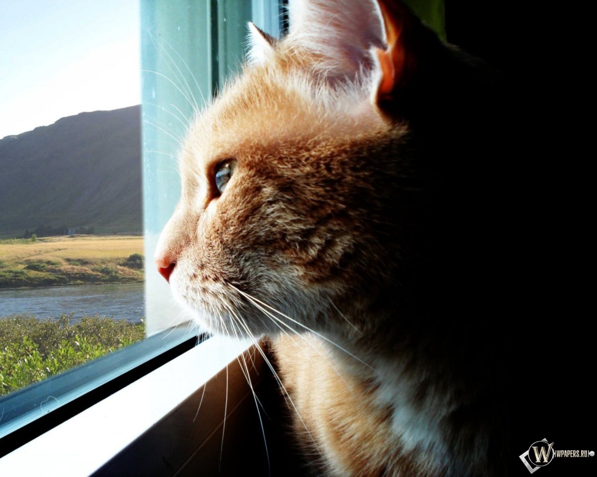 Грустный взгляд в окно