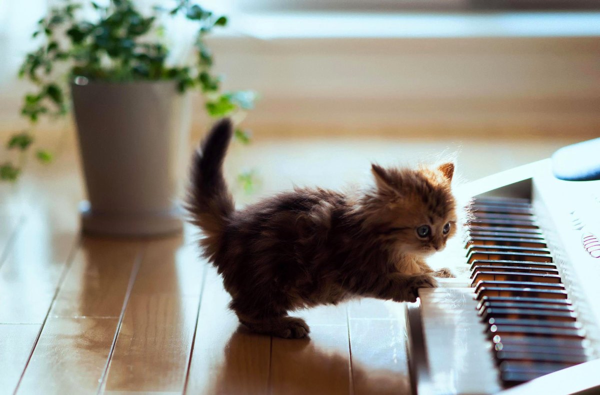 Котик играющий на пианино