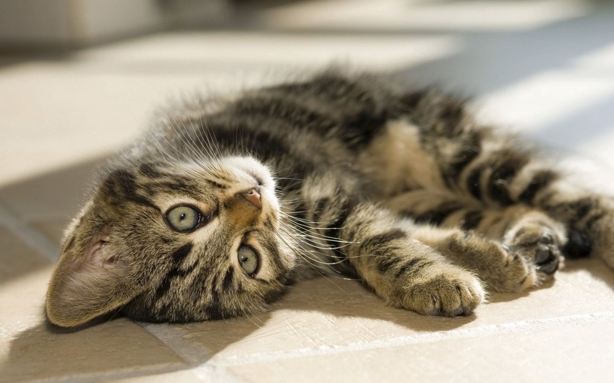 Полосатый котенок