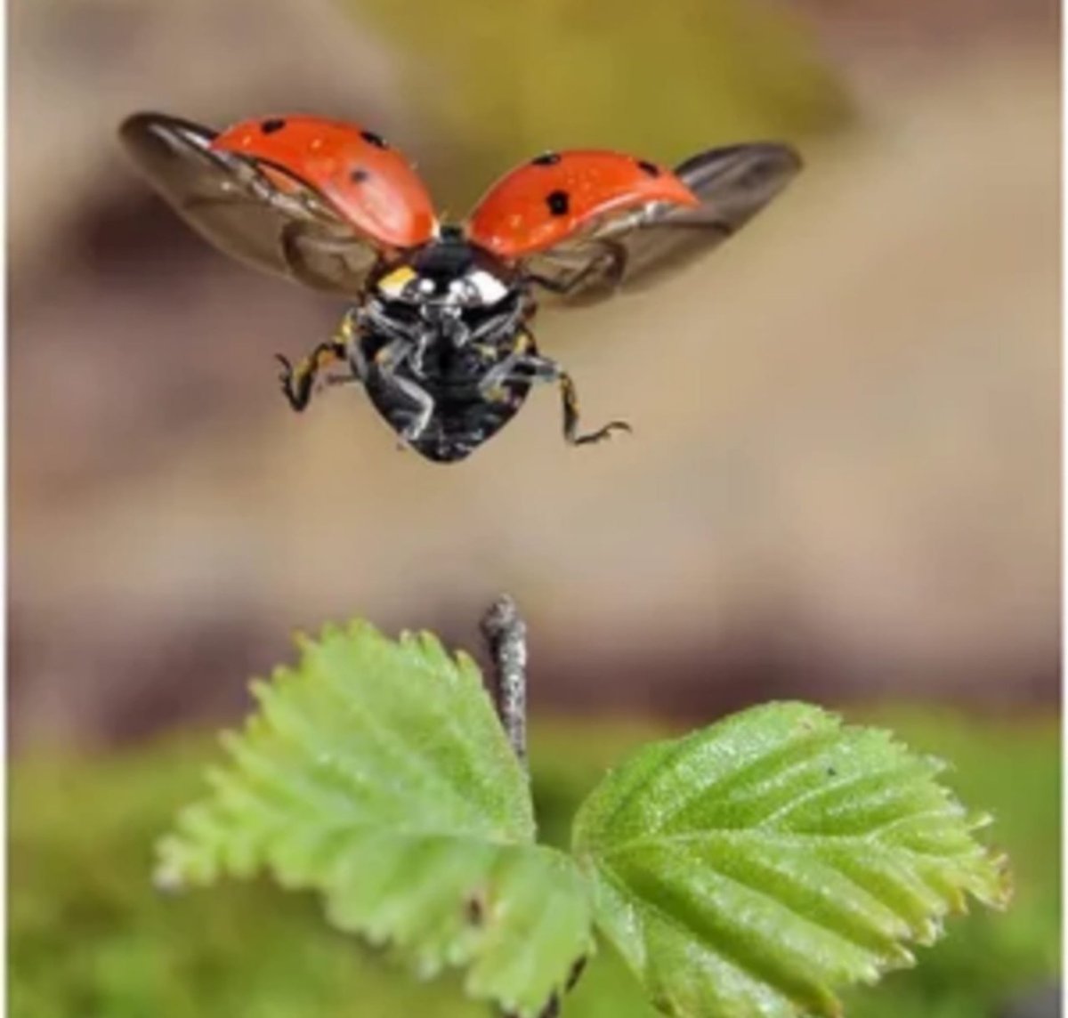 Божья коровка взлетает
